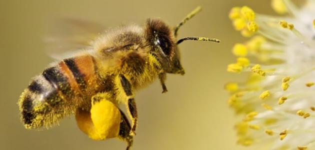 صورة ما فائدة حبوب لقاح النحل