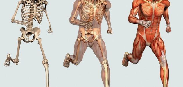 صورة عدد العظام الموجودة في جسم الإنسان