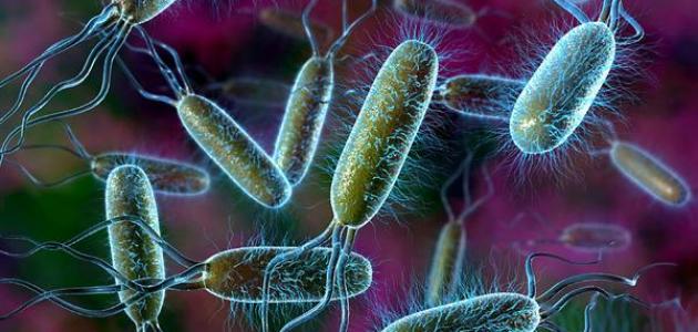 صورة معلومات عن البكتيريا