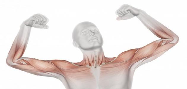 صورة جديد أسباب ضمور العضلات