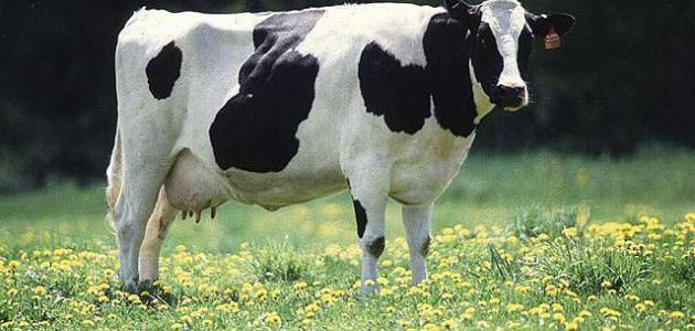 صورة جديد أنواع البقر