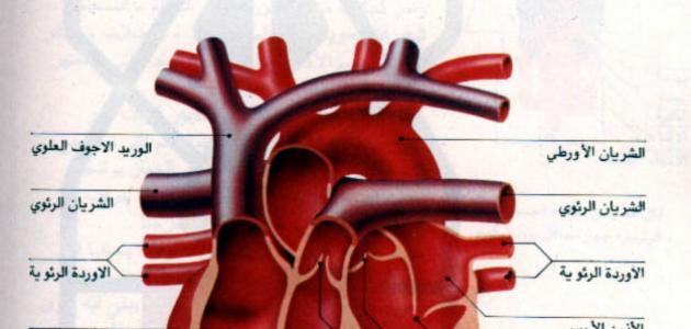 صورة جديد ما هي أمراض صمامات القلب