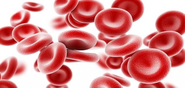 صورة جديد أين تنتج خلايا الدم الحمراء