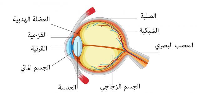 صورة جديد بحث حول العين