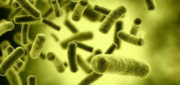 صورة جديد الفطريات والبكتيريا