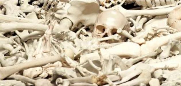 صورة جديد ما هو عدد عظام جسم الإنسان
