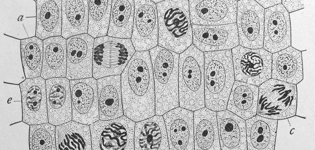 صورة جديد كم عدد الخلايا في جسم الإنسان