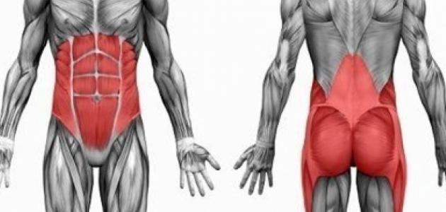 صورة جديد كيف تتكون العضلات