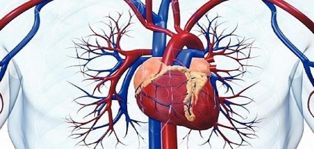 صورة جديد أين موقع القلب في جسم الإنسان