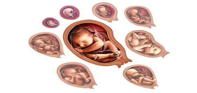 صورة جديد مراحل تطور الجنين بالتفصيل