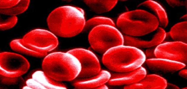 603007c87fece جديد صغر حجم كريات الدم الحمراء
