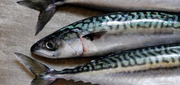 صورة جديد فوائد وأضرار سمك الماكريل