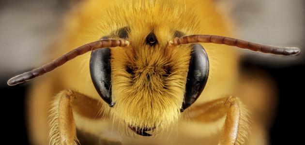 صورة جديد فوائد سم النحل