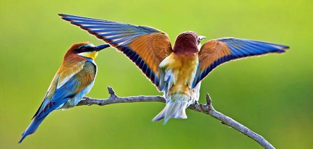 صورة جديد أجمل طيور العالم