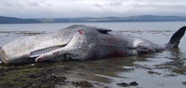 صورة جديد لماذا ينتحر الحوت