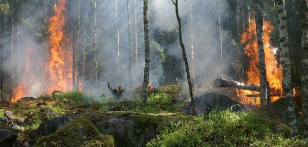 صورة جديد آثار حرائق الغابات