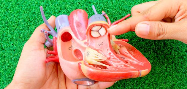 صورة جديد أنواع صمامات القلب