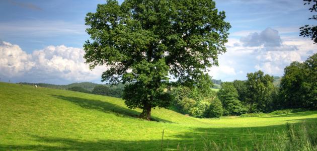 صورة جديد بحث عن أهمية الشجرة