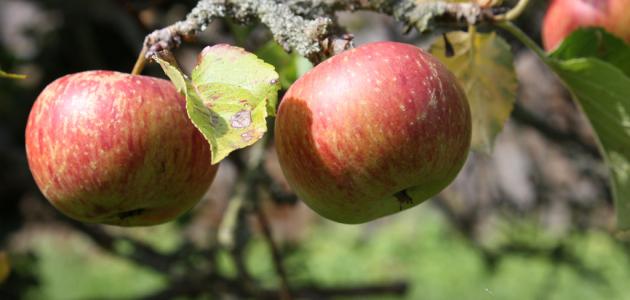 صورة جديد كيف تزرع شجرة التفاح