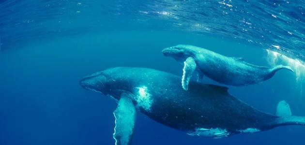 صورة جديد بحث عن غرائب الحيتان