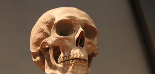 صورة جديد عدد عظام وجه الإنسان
