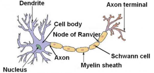 صورة جديد أجزاء الخلية العصبية