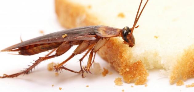 صورة جديد أنواع الحشرات الضارة