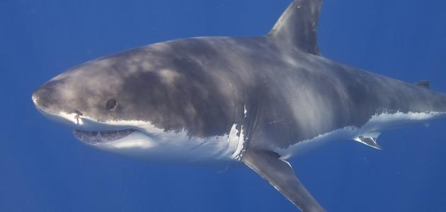 صورة جديد فوائد سمك القرش
