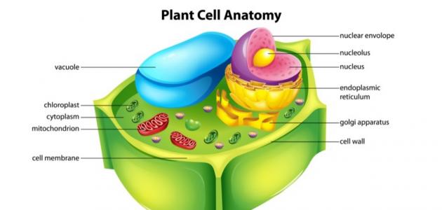 صورة جديد مكونات الخلية النباتية ووظائفها