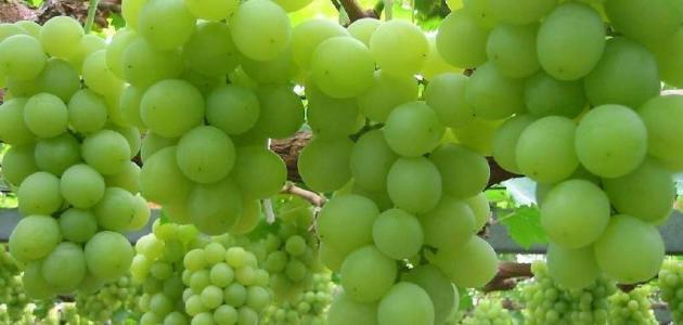 صورة جديد فوائد العنب الأخضر للبشرة