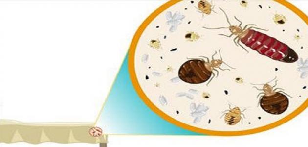 صورة جديد كيف تتخلص من حشرات الفراش