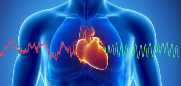 603126daecbc4 جديد معلومات عن قلب الإنسان