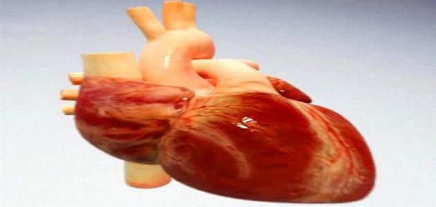 صورة جديد كيف ينتقل الدم خلال القلب