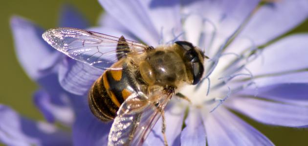صورة جديد كيف يتغذى النحل