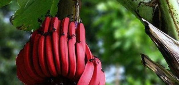 صورة جديد فوائد الموز الأحمر