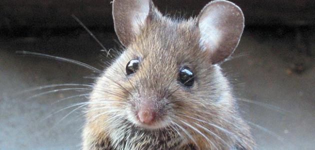 صورة جديد تأثير سم الفئران على الإنسان
