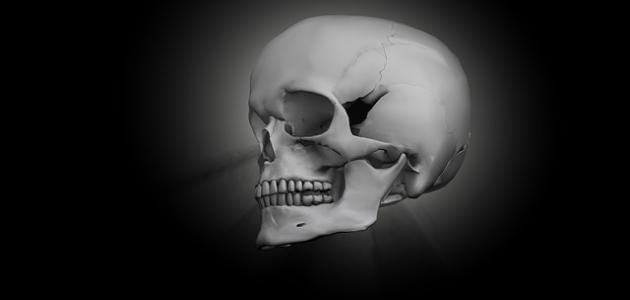 صورة جديد كم عدد العظام الموجودة في الجمجمة