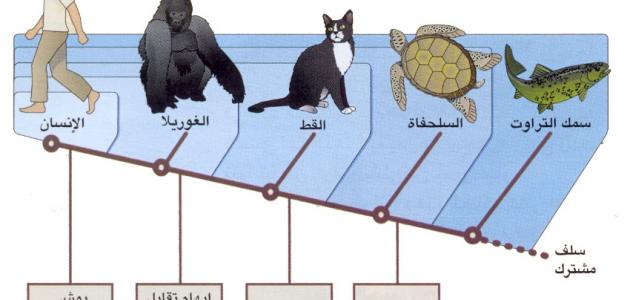 صورة جديد جهود العلماء في تصنيف الحيوانات