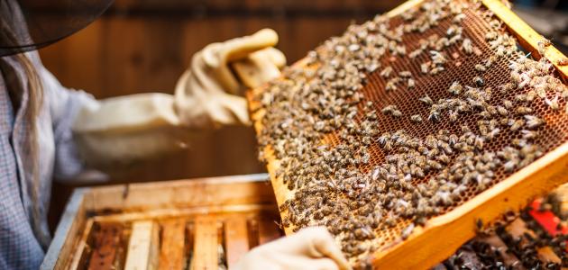 صورة جديد كيفية تربية النحل وإنتاج العسل