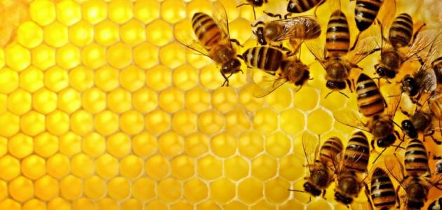 صورة جديد ما فوائد النحل