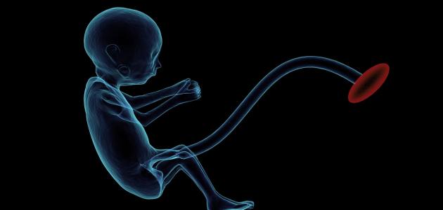صورة جديد توقف نمو الجنين