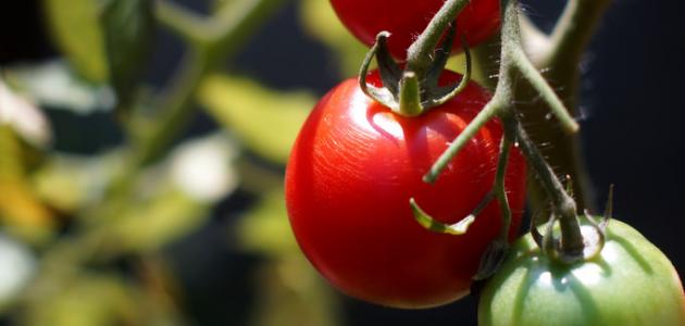 صورة جديد كيف تتم زراعة الطماطم