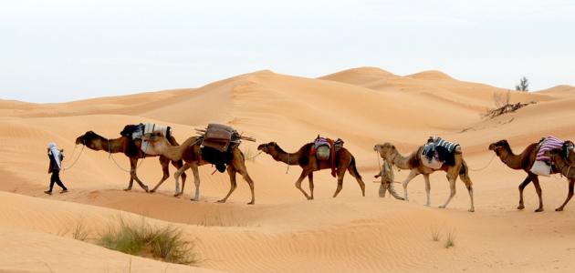 صورة جديد السياحة الصحراوية في تونس