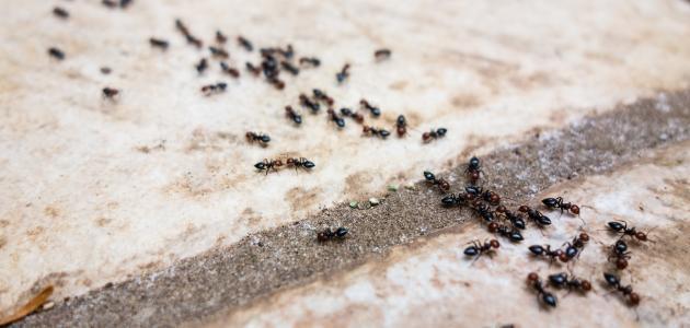 صورة جديد أسباب وجود النمل في المنزل