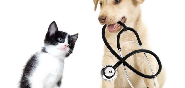 صورة جديد أمراض الكلاب وكيفية علاجها