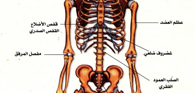 60345bbe2d59a جديد مقال علمي عن الجهاز العظمي