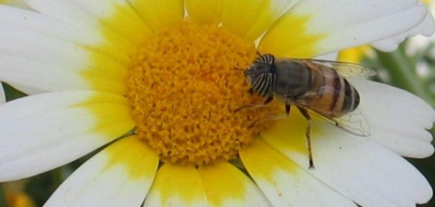 صورة جديد كيف تمتص النحلة الرحيق