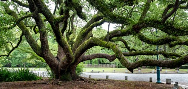 صورة جديد أقدم الأشجار في العالم