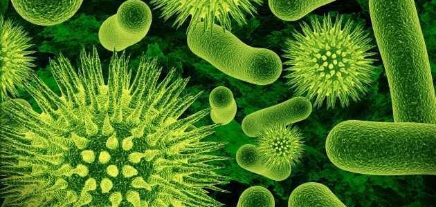 صورة جديد تعريف البكتيريا