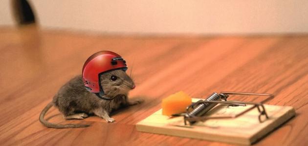 صورة جديد طريقة صيد الفئران